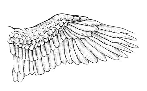 Taking Flight: A Beginner’s Guide Into Drawing Wings | Wings drawing, Bird wings, Wings sketch