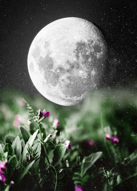 The Ancient Practice of Lunar Gardening | Rewild + Grow