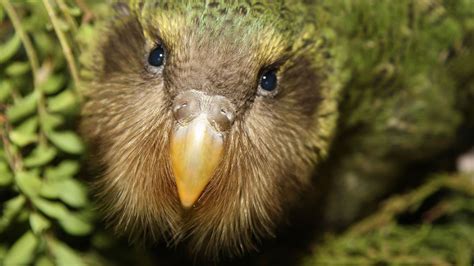 Kākāpō Recovery