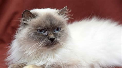 Himalayan Cat Prices in 2024: Purchase Cost, Vet Bills, and Other Costs - A-Z Animals