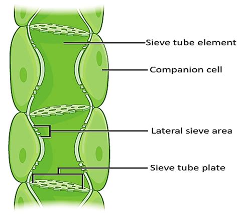 Phloem Diagram