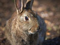 210 Animals - leporidae ideas | mammals, animals, rabbit