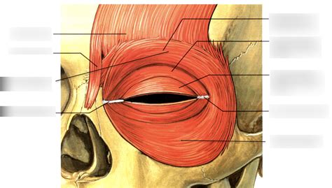 Eyelid muscles Diagram | Quizlet