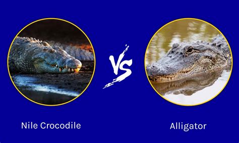 Caiman Alligator Crocodile Difference