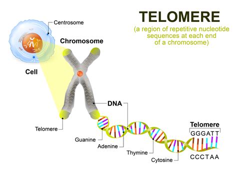 Lengthen Your Telomeres and Possibly Lengthen Your Life