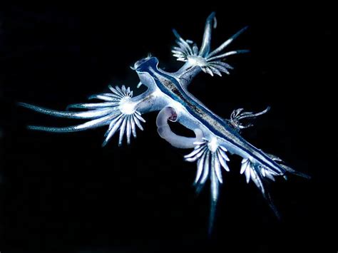 Glaucus atlanticus | Nudibranch Domain