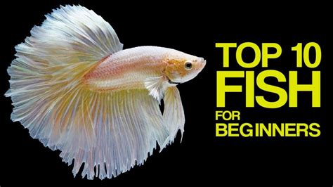 Most Popular Aquarium Freshwater Fish for Beginners - Pet Site - How to care for your pet