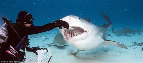 Photographer Adam Hanlon shows what its like to be INSIDE the mouth of a shark | Daily Mail Online