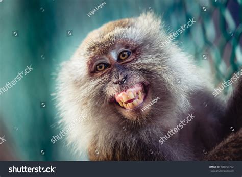 Monkey Smiling Meme