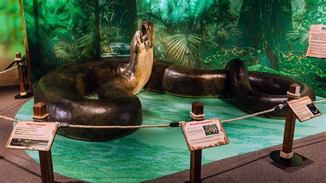 Titanoboa Monster Snake