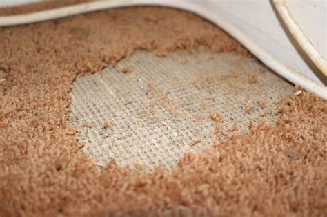 What Does An Infestation Of Carpet Beetles Look Like | www.cintronbeveragegroup.com