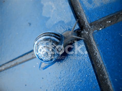 Blue Snail Stock Photo | Royalty-Free | FreeImages