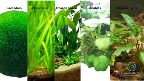 7 Benefits You Must Know About Live Plants in Fish Tanks - Living with Fish