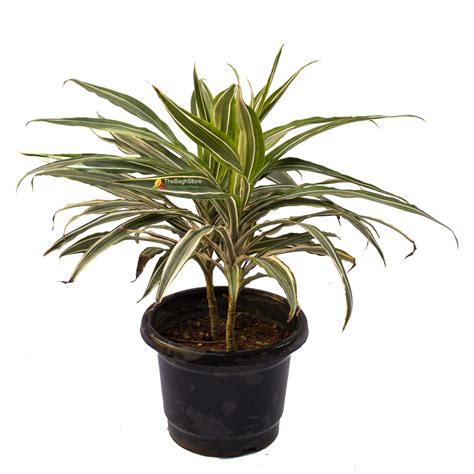 Dracaena Reflexa | TheBaghstore - All Indoor Plants