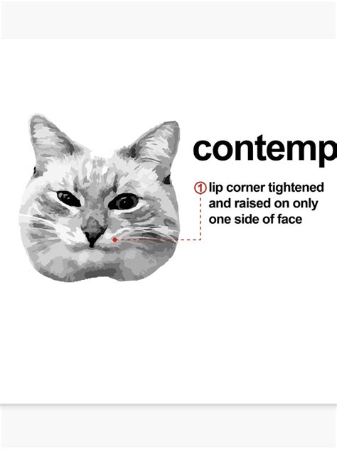 Cat Facial Expressions Chart | Labb by AG