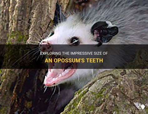 Exploring The Impressive Size Of An Opossum's Teeth | PetShun