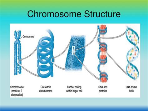 [DIAGRAM] Nucleus Chromosomes Diagram - MYDIAGRAM.ONLINE