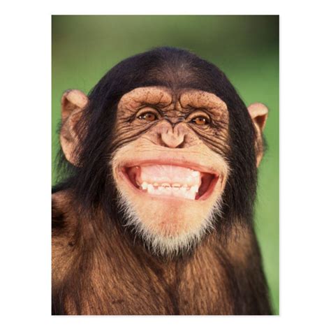 Getty Images brings to you this chimpanzee smiling ear to ear. Let this cute chimpanzee share ...