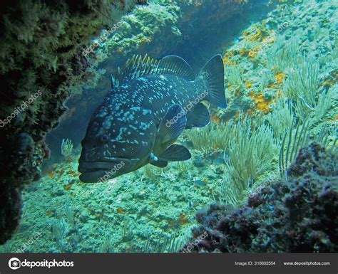 Epinephelus marginatus Stock Photo by ©wildam 318602554