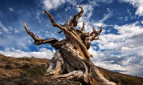 The Methuselah tree and the secrets of Earth’s oldest organisms | The Guardian | Bogan Tree Service