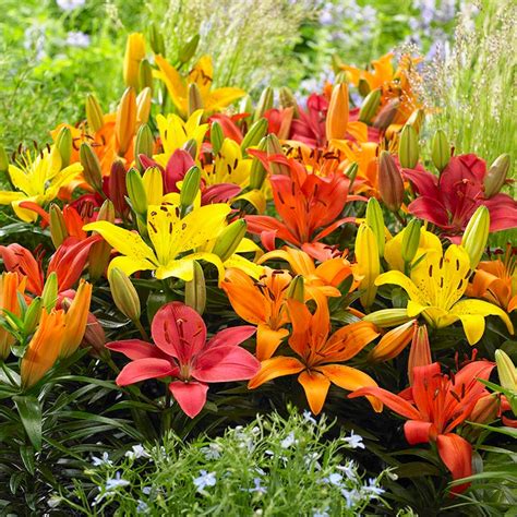 Asiatic Lily Flower Bulbs from American Meadows