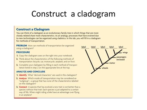 PPT - What ´s a cladogram PowerPoint Presentation, free download - ID ...