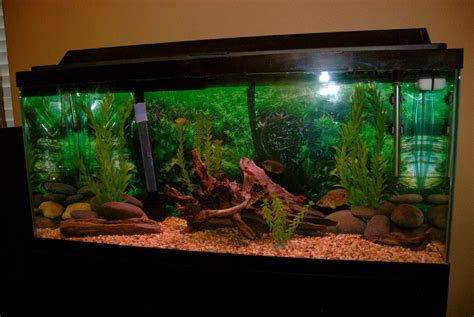 Photo #1 - Hey! This Is My 30 Gallon Freshwater Tropical Fis...