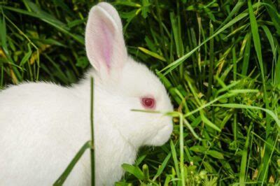 Why Do White Rabbits Have Red Eyes? (Albinism) — Rabbit Care Tips