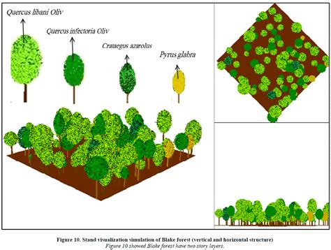 The Forest Canopy: Structure, Roles & Measurement - CID Bio-Science (2022)