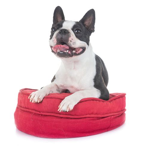 The 9 Best Orthopedic Dog Beds of 2020