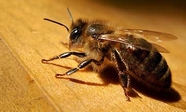 Africanized Honey Bees | Center for Human-Wildlife Conflicts