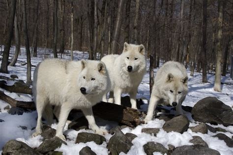 Arctic Wolf - Wolf Facts and Information