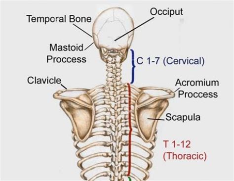 What are the bones called in your neck, shoulder area, and upper back? | Socratic