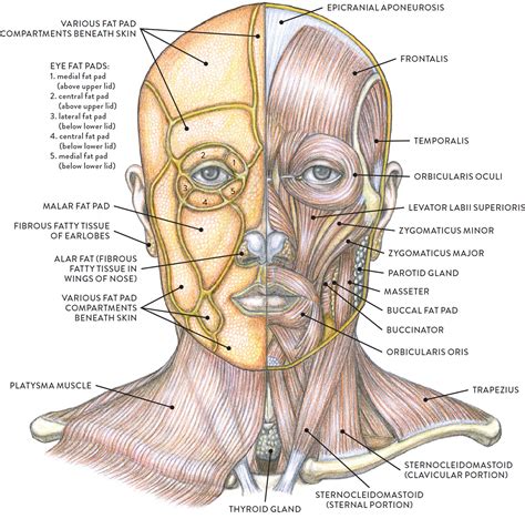 Left side: Fat pads and platysma muscle