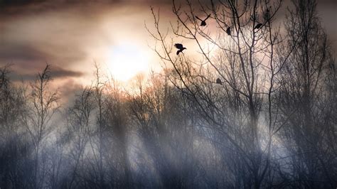 Wallpaper Forest morning, trees, fog, birds, sunrise 1920x1200 HD Picture, Image