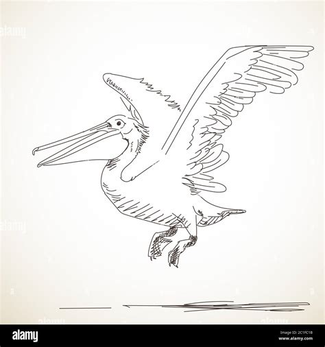 Hand drawn sketch of flying pelican Stock Vector Image & Art - Alamy