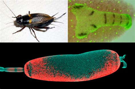 Insect evolution was more complex than previously assumed | Science Codex