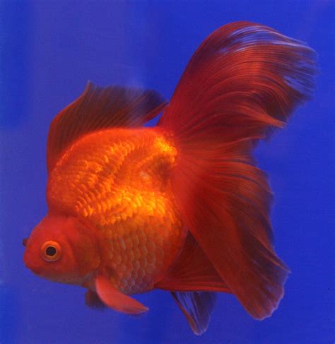 File:Goldfish Ryukin.jpg