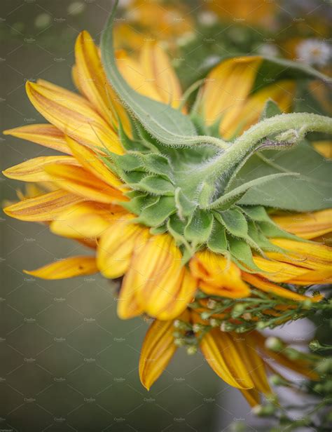 Sunflower behind the petals | Abstract Stock Photos ~ Creative Market