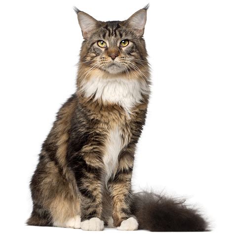 Maine Coon Cat Personality? | Poultry Care Sunday