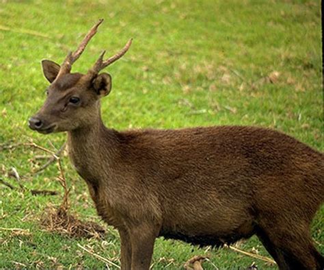 Philippine deer - Alchetron, The Free Social Encyclopedia