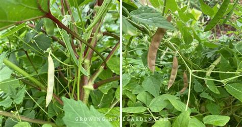 How to Grow Tepary Beans - Growing In The Garden