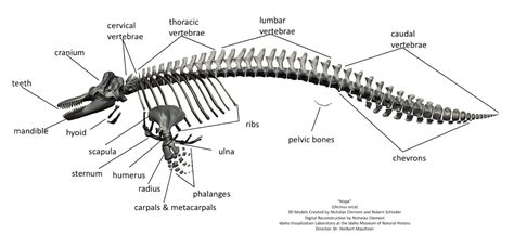 Killer Whale Skeleton Diagram