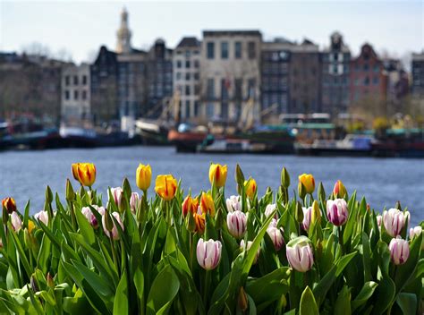 When and Where to see Tulips in the Netherlands - Witte Travel