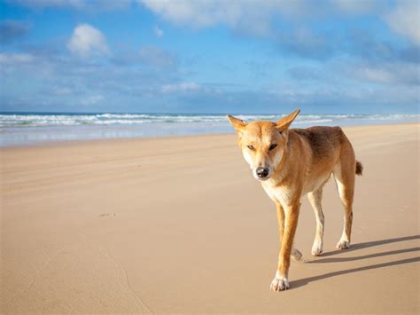 Fraser Island dingo attack toddler ’doing well’ | Sunshine Coast Daily