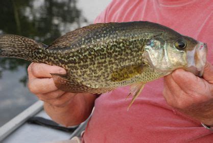 Facts About the Life and Behavior of Crappie