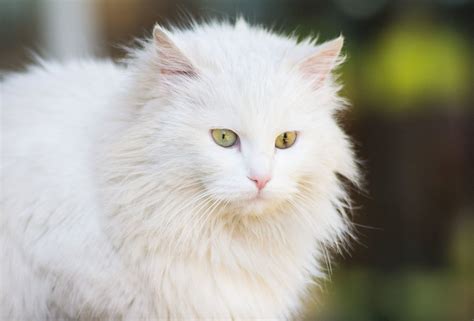 White Cat Facts: 8 Reasons Why All White Cats Are Awesome