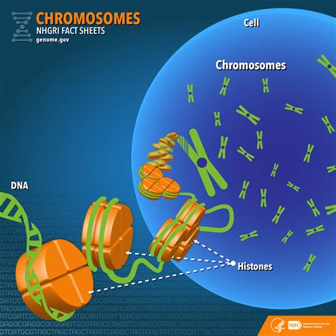 Chromosomes In A Plant Cell Diagram