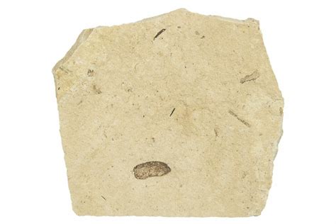 .30" Fossil Beetle (Coleoptera) Elytron - Bois d’Asson, France (#254225) For Sale - FossilEra.com