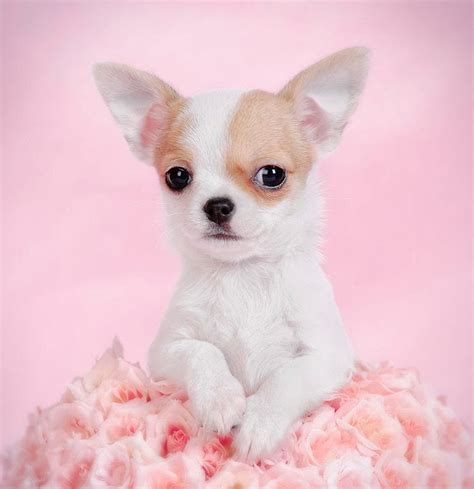 apple head chihuahua | different breeds of dogs| cute dogs pictures